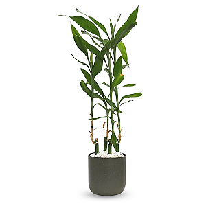 Cachepot Due com Bambu da Sorte Torre (50cm)