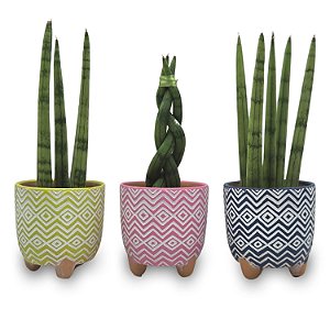 Cachepot com Lança de São Jorge (Pequena)