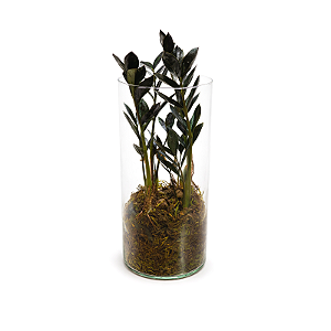 Arranjo em Vidro com Black Zamioculca (Planta da Fortuna)