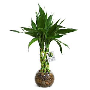 Mini Torre de Bambu da Sorte com Vaso em Vidro (35cm)