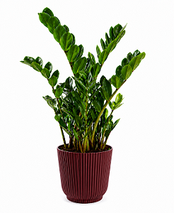 Planta Zamioculca Grande com Cachepot Milan