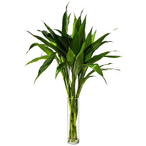 Vaso Cilíndrico em Vidro com Bambu da Sorte (Pequeno)