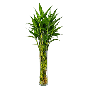 Vaso Cilíndrico em Vidro com Bambu da Sorte (Grande)