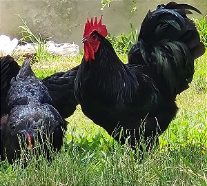 CROAD LANGSHAN Importado com Garantia de Fertilidade (06 ovos férteis)