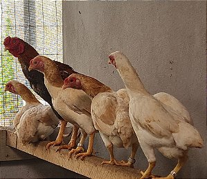 KO SHAMO com Garantia de Fertilidade! ( 06 ovos férteis)