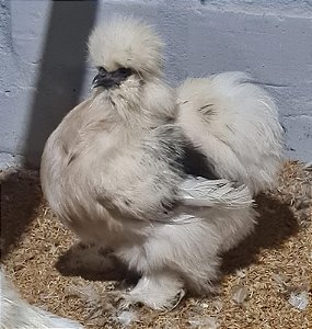 Sedosa do Japão com GARANTIA DE FERTILIDADE (silkie chicken) (06 ovos férteis)
