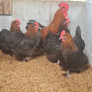 MARANS BLACK COPPER com GARANTIA DE FERTILIDADE! (06 ovos férteis)