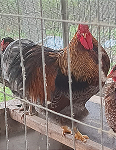 WYANDOTTE DOURADO LACEADO - 12 ovos férteis - CEMANI BRASIL
