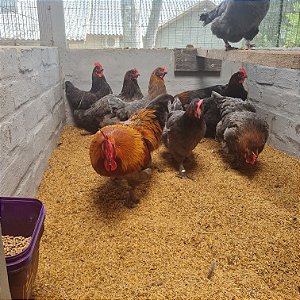 MARANS BLUE COPPER com GARANTIA DE FERTILIDADE! (12 ovos férteis)
