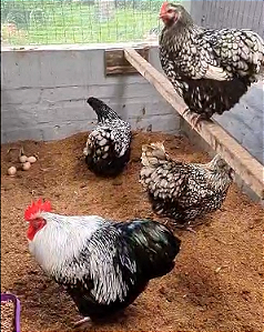 ORPINGTON PRATA LACEADO ovos férteis com GARANTIA DE FERTILIDADE - 06 ovos férteis - CEMANI BRASIL