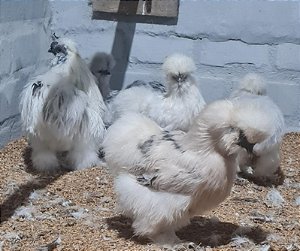 Sedosa do Japão com GARANTIA DE FERTILIDADE (silkie chicken) (12 ovos férteis) - CEMANI BRASIL