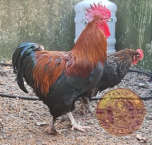 MARANS BLACK COPPER com GARANTIA DE FERTILIDADE! (12 ovos férteis) - CEMANI BRASIL