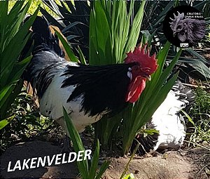 LAKENVELDER ovos galados com GARANTIA DE FERTILIDADE (Valor unitario ovos férteis)