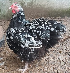 ORPINGTON (CHOCOLATE X MOTTLED ) ovos férteis com GARANTIA DE FERTILIDADE - 06 ovos férteis