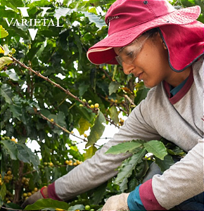 CAFÉ EM GRÃO/MOÍDO RAJADO - FAZENDA VARIETAL CAFÉS ESPECIAIS - 250g