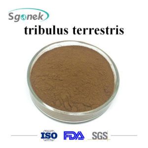 Tribullus Tribulus Extrato Extra forte 90% (importado ) 1000 gramas
