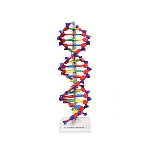 Modelo de Dupla Hélice em DNA