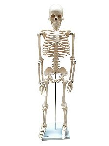 Modelo Anatômico do Esqueleto Humano 85cm