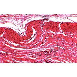 Conjunto de 80 lâminas biológicas preparadas de Histologia