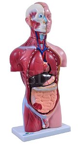 Modelo Anatômico do Torso Humano Masculino - 42cm c/ 15 partes