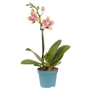 Orquídea Mini Phale - Pote 09
