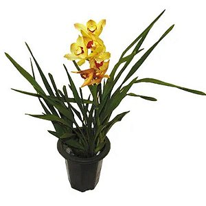Orquídea Cymbidium 1 Haste ( Cores Variadas)
