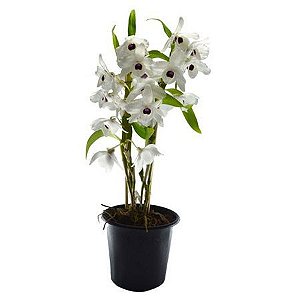 Orquídea Dendobrium - Pote 14 (Cores Variadas)