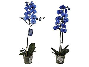 Orquídea Phale Azul - Pote 12 - Expo Plantas Garden