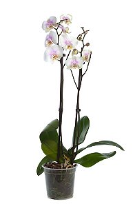Orquídea Phalenopolis - Pote 12 (Cores Variadas)