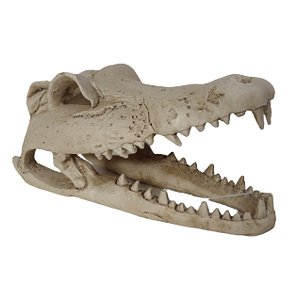 Kit 5 cabeça dinossauro Tiranossauro Rex recorte mdf 20x18cm