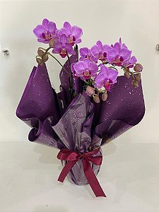 Mini Orquídea Presente