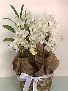 Orquídea Branca  Dendobrio
