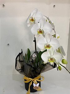 Orquídea Phalaenopsis presente