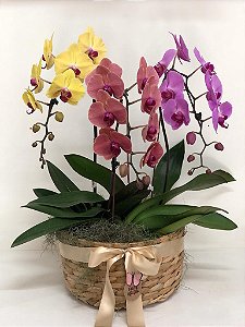 Trio de Orquídeas