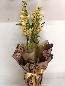 Orquídea Cymbidium Presente