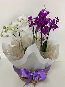 Dupla de Orquídea