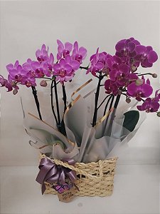 Dupla de Orquídea