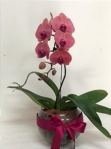 Orquídea Phalaenopsis no  Vidro