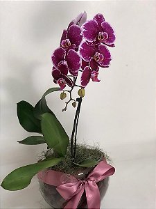 Orquídea Phalaenopsis no vidro