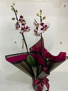 Orquídea Phalaenopsis