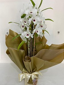 Mini Orquídea Dendobrio Presente