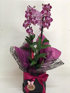 Mini Orquídea  Presente