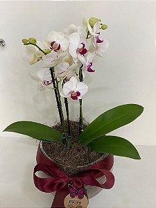 Mini Orquídea no Cachepô