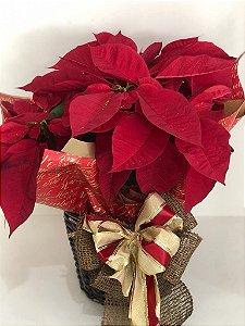 Bico de Papagaio no cachepô