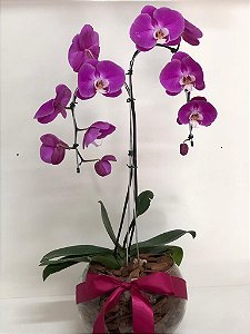 Orquídea Phalaenopsis  Vidro