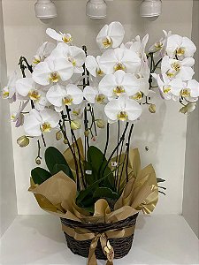Luxo de Orquídea