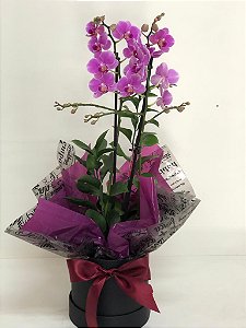 Mini Orquídea no Cachepô Presente