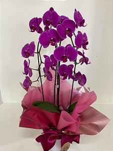 Orquídeas Phalaenopsis cachepô