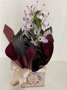 Orquídea Dendobrio Presente