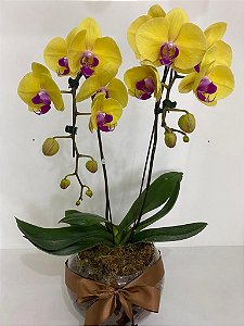 Orquídea Phalaenopsis no vidro